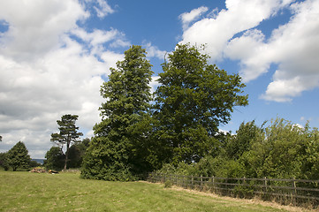 Image showing summer field