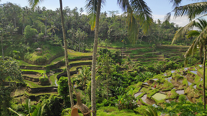 Image showing Tegalalang rice terraces in Ubud, Bali