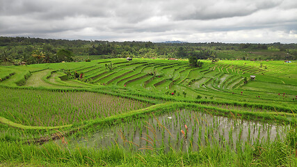 Image showing Jatiluwih rice terrace with sunny day in Ubud, Bali