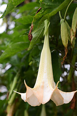 Image showing Brugmansia flowers also known as angel`s trumpet
