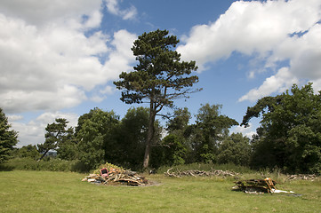 Image showing summer field