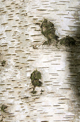 Image showing Silver birch bark