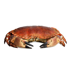 Image showing crab shot on a white backdrop