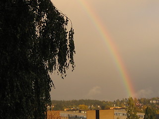 Image showing Rainbow behind a tree
