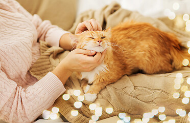 Image showing close up of owner stroking red cat in bed at home