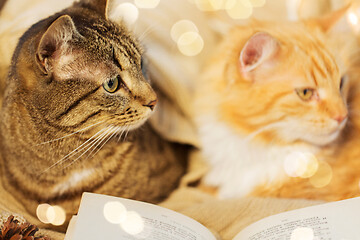 Image showing two cats lying on sofa with book at home