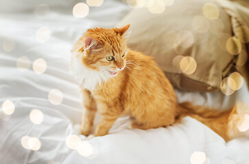 Image showing red tabby cat at home in bed