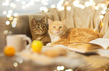 Image showing two cats lying on sofa at home