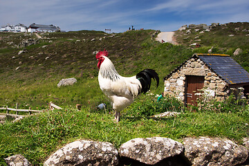 Image showing Chicken in Cornwall