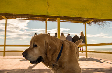 Image showing young people with a dog at the beach