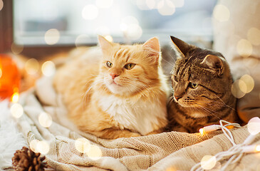 Image showing two cats lying on window sill with blanket at home