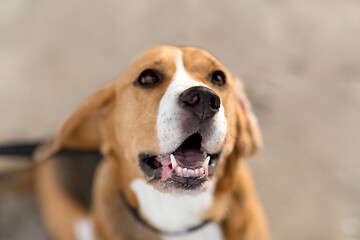 Image showing close up of beagle dog