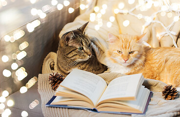 Image showing two cats lying on sofa with book at home