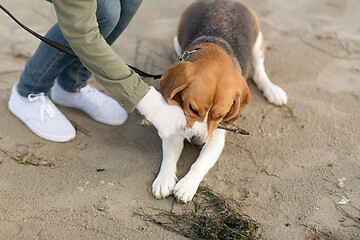 Image showing close up of woman playing with beagle dog on beach