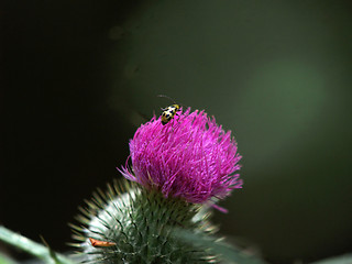 Image showing lady bug on purple thistle with green spikes