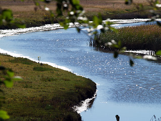 Image showing s-curve waterway through grassy wet land sparkling water