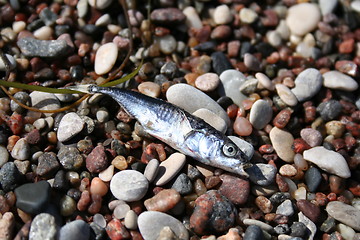 Image showing Dead fish