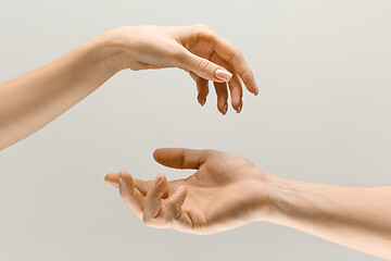 Image showing Male and female hands demonstrating a gesture of getting touch isolated on gray background