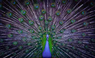 Image showing Peacock showing his majestic tail during the mating season