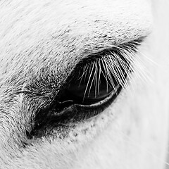 Image showing Detail macro photo of a white horse