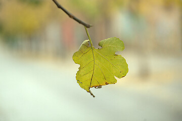 Image showing Single yellow withering leaf on a tree