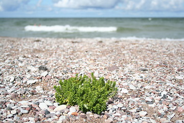 Image showing Stone beach