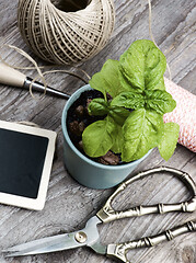 Image showing Planting Green Basil