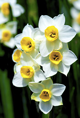 Image showing Wild White Daffodils