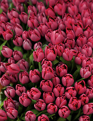 Image showing Magenta Tulips Background