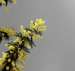 Image showing Flowering Yellow Mimosa