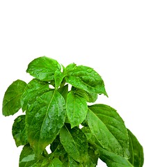 Image showing Fresh Green Basil
