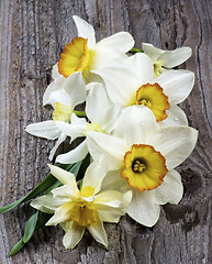 Image showing Spring White Daffodils