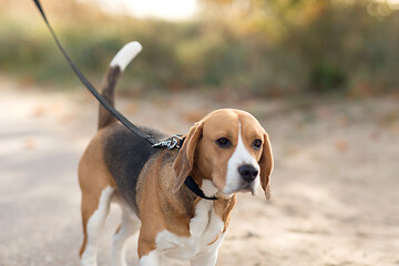 Image showing close up of beagle dog on leash walking outdoors