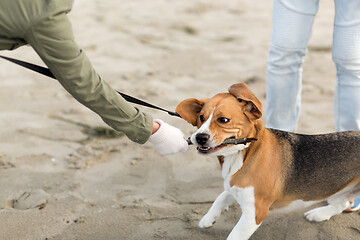 Image showing close up of owner playing with beagle dog on beach