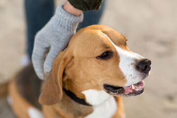 Image showing close up of owner\'s hand hand stroking beagle dog