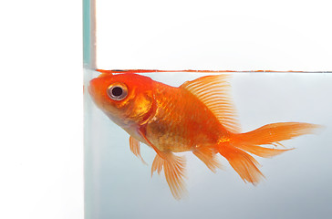 Image showing Goldfish wants more space