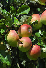 Image showing Red apples hanging 