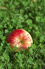 Image showing A bright red apple into green clovers