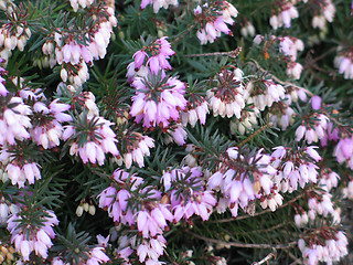 Image showing pink flower tree