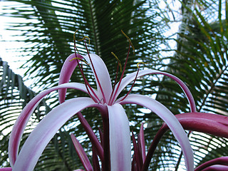 Image showing pink flower close-up