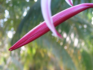 Image showing pink flower close-up