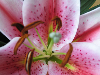 Image showing pink flower close-up