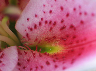 Image showing pink flower close-up