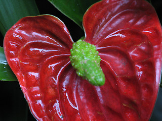 Image showing red and green flower close-up