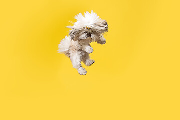 Image showing Cute shih tzu is sitting on the yellow background. Shih Tzu the Chrysanthemum Dog