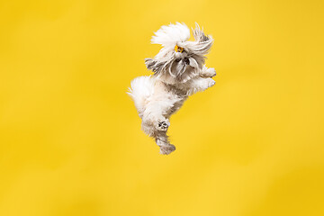 Image showing Cute shih tzu is sitting on the yellow background. Shih Tzu the Chrysanthemum Dog