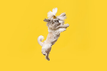 Image showing Cute shih tzu is sitting on the yellow background. Shih Tzu the Chrysanthemum Dog