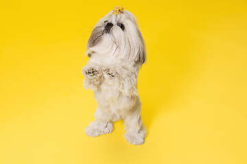 Image showing Cute shih tzu is sitting on the yellow background. Shih Tzu the Chrysanthemum Dog