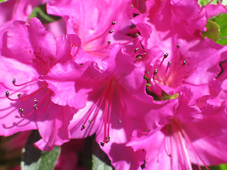 Image showing magenta rhododendron close-up