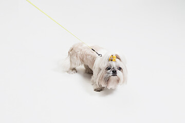 Image showing Cute shih tzu is sitting on the yellow background. Shih Tzu the Chrysanthemum Dog